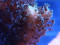 maree experiments naonplatiscs corals elana kysil web maree experiments naonplatiscs corals elana kysil web