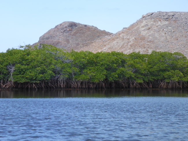 Mangroves in La Paz, Mexico  | Photo: Martin Zimmer